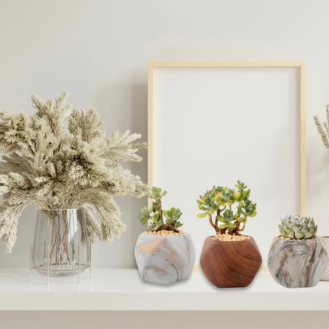 Trio Ceramic Planter Set 🌱